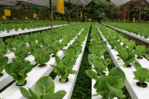 What is hydroponics - hydoponic growing